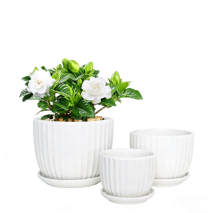 White Flower Pot